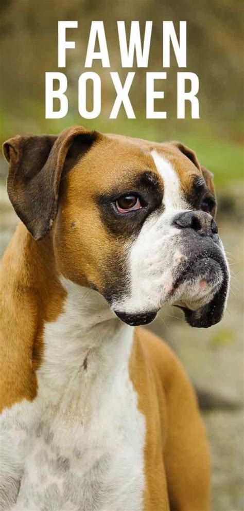 Fawn Boxer - How Well Do You Know Your Favorite Fawn Pup