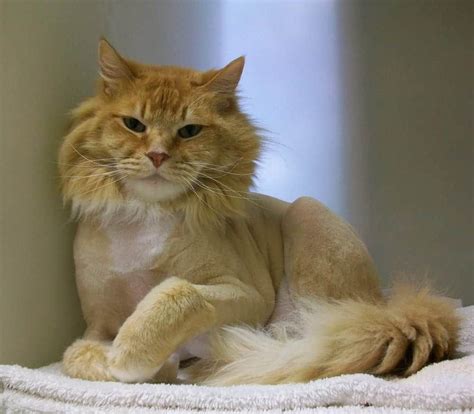 nice Top Strange And Unique Cat Haircuts | Cat haircut, Unique cats, Cats