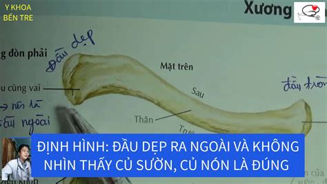 GIẢI PHẨU XƯƠNG ĐÒN - BỘ MÔN GIẢI PHẨU HỌC - YouTube