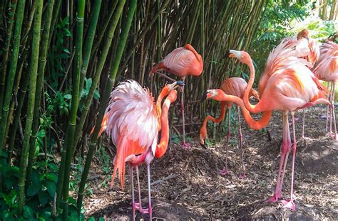 Flamingo Gardens - A Walk Through Florida's Finest Wildlife