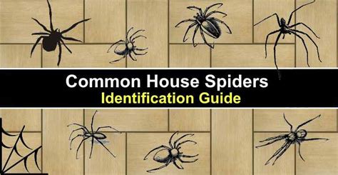 15 Common House Spiders (With Pictures) - Identification Guide