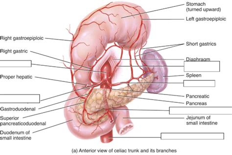 celiac trunk and branches arteries Diagram | Quizlet