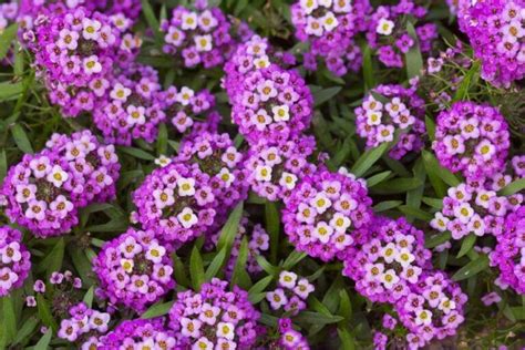 Ultimate Guide to Alyssum Flower Meaning - Petal Republic