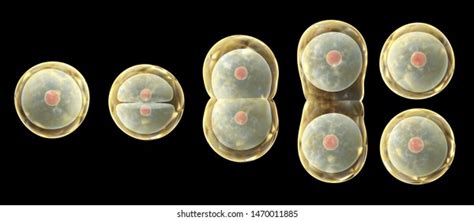 81 imagens de Amitosis Imagens, fotos stock e vetores | Shutterstock