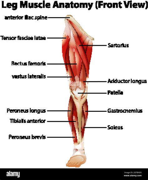 Anatomie du muscle de la jambe (vue avant Image Vectorielle Stock - Alamy