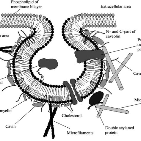 Membrane raft structure. The raft has a large amount of sphingolipids ...