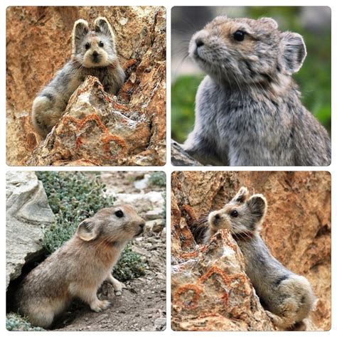 The Ili Pika is a species of Pika in northwest China. After its discovery in 1983, it was not ...