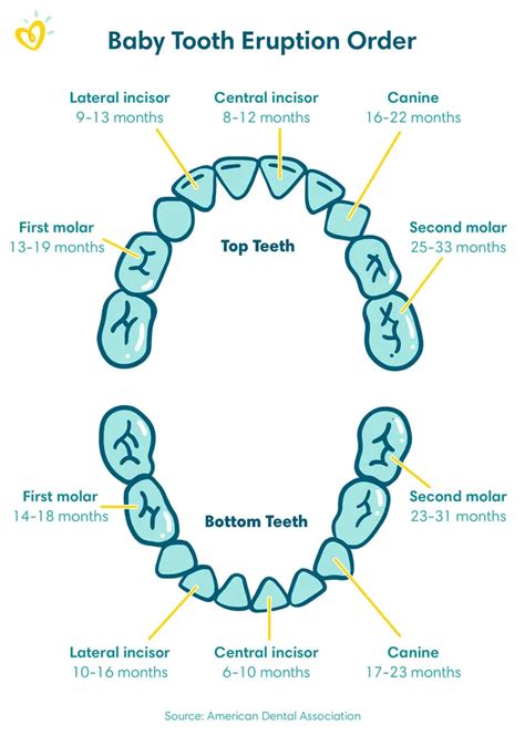 Baby Teeth Chart: A Full Teething Timeline | Pampers