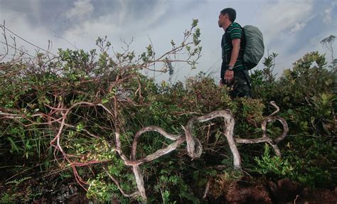 Exploring Unesco world heritage site Mt Hamiguitan and its new natural ...