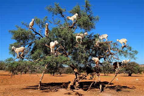 ‘Tis the Season: Christmas Tree Decorated with Goats in Morocco | About Her