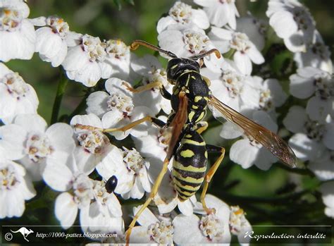 WILDLIFE GATEWAY: Classification du règne animal, par l'exemple des guêpes