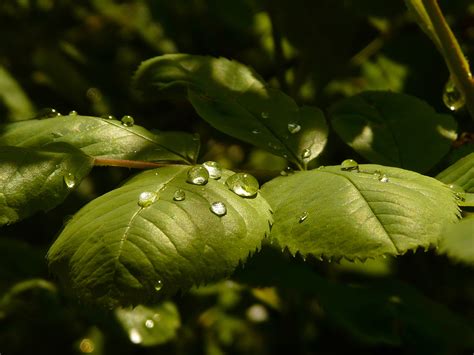 Leaves Macro Water Drops HD wallpaper | nature and landscape | Wallpaper Better