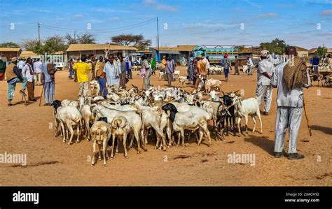 Goats at Cattle market, Burao, south eastern Somaliland, Somalia, Africa Copyright ...