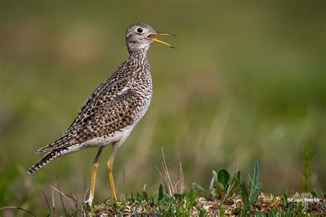 Nikon D500 and Nikkor 200-500mm f/5.6 - Nikon's Ultimate Wildlife Combo?