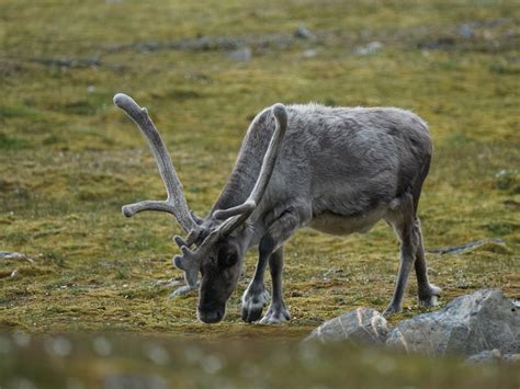 Svalbard Wildlife – Boreal Yachting