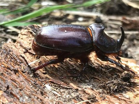 Nashornkäfer Foto & Bild | tiere, wildlife, insekten Bilder auf fotocommunity