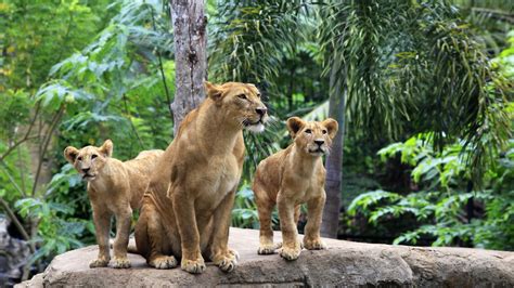 lion, Jungles, Animals Wallpapers HD / Desktop and Mobile Backgrounds