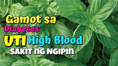 Ano Ang Herbal Na Gamot Sa Uric Acid