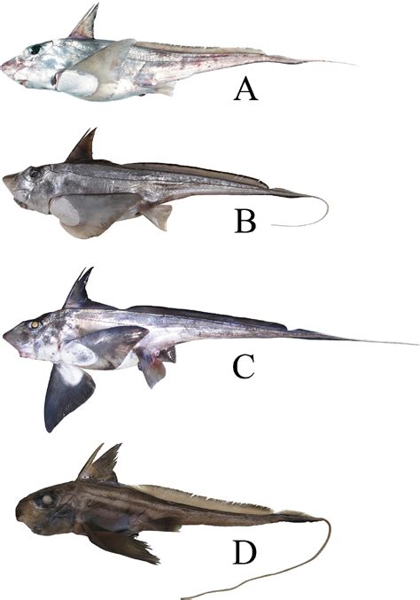 Figure 5 from Redescription of Chimaera ogilbyi (Chimaeriformes; Chimaeridae) from the Indo ...