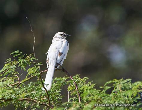 Bird Leucism - Avian Report