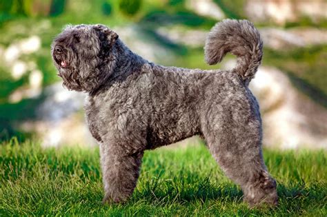 The Unique Characteristics of the Bouvier des Flandres Dog Breed | I Love My Dog So Much