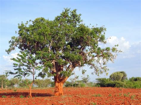 SETHiopia: Tree Profile: Kigelia Africana