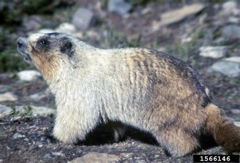 Hoary Marmot - Marmota caligata - NatureWorks