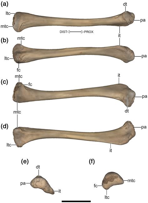 The femora of Drepanosauromorpha (Reptilia: Diapsida): Implications for the functional evolution ...