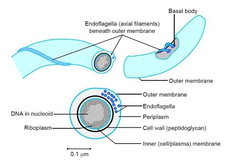 Spirochetes: Morphology, Classification, Disease • Microbe Online