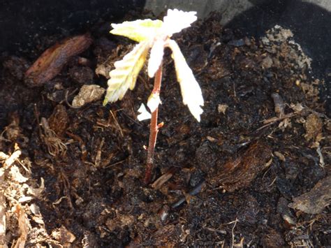 Seven Acre Ranch: White oak seedling