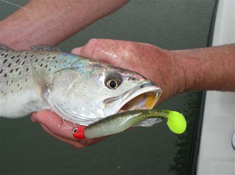 Best Speckled Trout Lures For This Year.......Our Guides Choice - Fishing Reports | Coastal ...