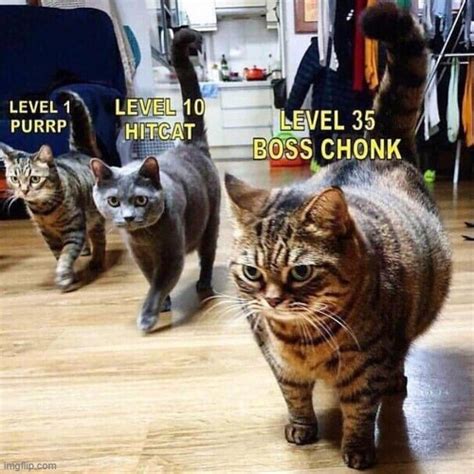 If someone made a video game with Chonky Cats: - Imgflip