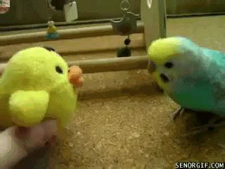 funny bird gif | WiffleGif