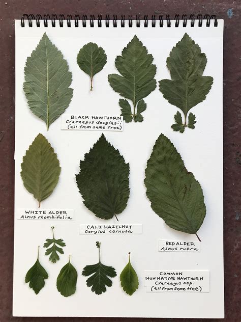 BLACK HAWTHORN - Oaktown Native Plant Nursery