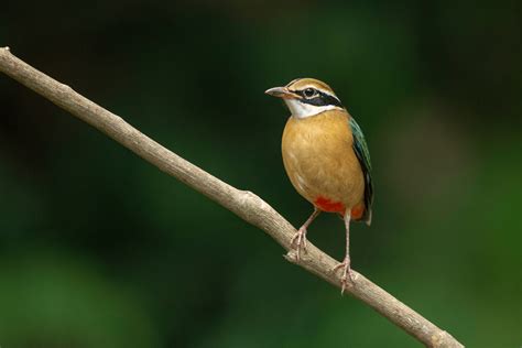 Valparai Wildlife Sanctuary | Birding Tours In South India