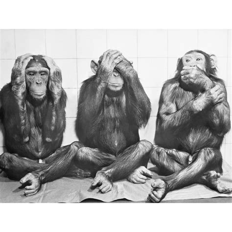 Hear No Evil, See No Evil, Speak No Evil Black and White Monkey Photo ...