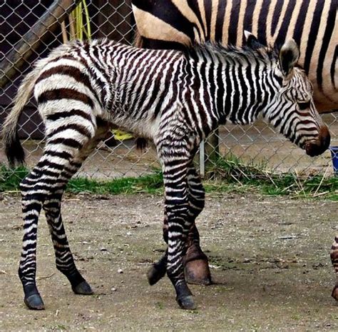 It's All Black and White: Baby Zebra Born at Paignton Zoo! - ZooBorns