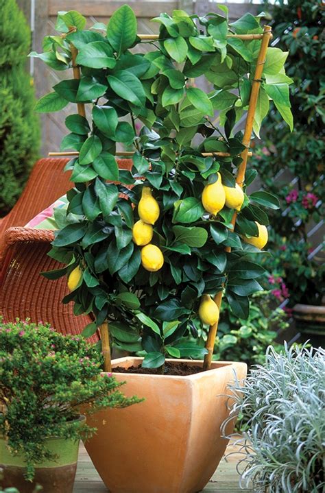 Meyer Lemon Tree: How To Grow and Care for Meyer Lemon Tree In Pots