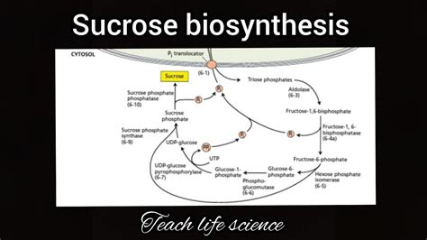 Sucrose biosynthesis in plants//sucrose synthesis in plants - YouTube