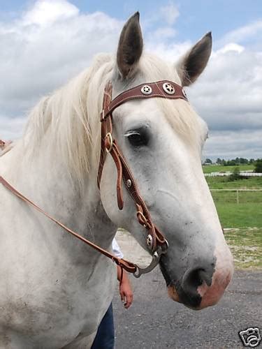 Ultimate Leather Draft Horse Western Bridle with Reins | Frontier Equestrian|Draft Horse Saddle ...