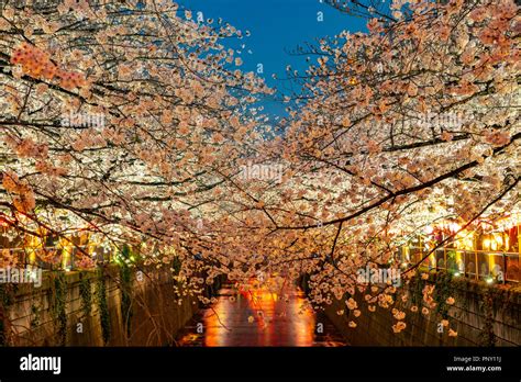 Cherry blossom season in Tokyo at Meguro river, Japan Meguro river Sakura Festival Stock Photo ...