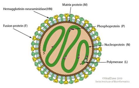 Paramyxoviridae family