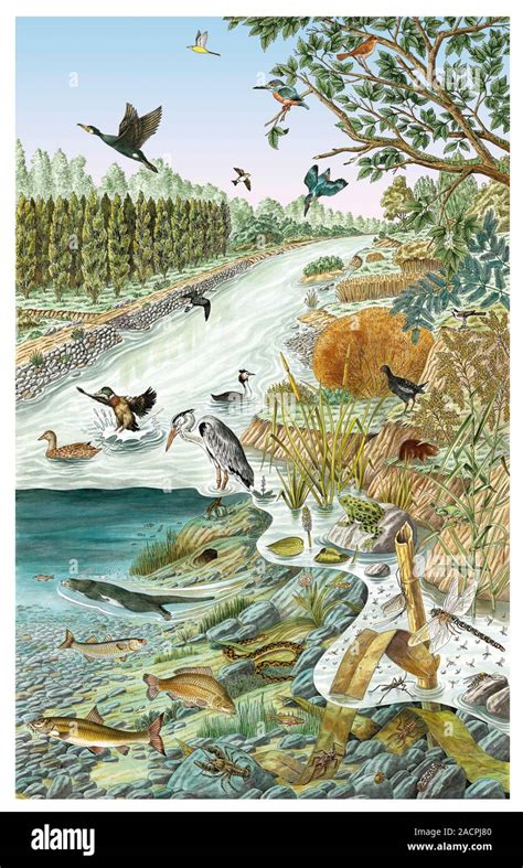 European river life. Artwork showing various typical plants and animals ...