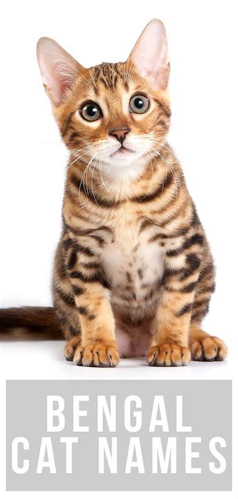 Bengal Cat Names - 200 Ideas For Naming Your Male or Female