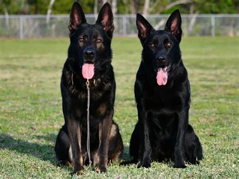 Black German Shepherd: History, Temperament, Health and Care