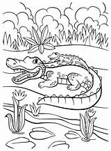 50  Crocodile Coloring Pages Free Printable PDF JPG PNG & Online sketch template