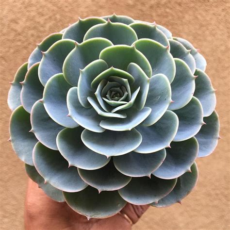 Echeveria Imbricata | PLANTS WHITSUNDAY