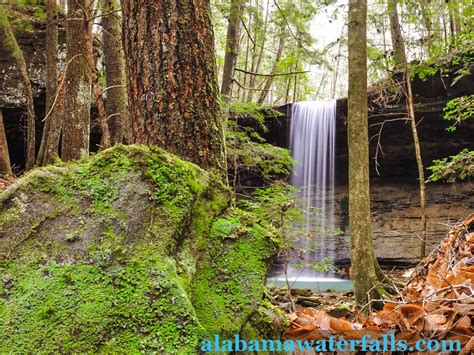 Bankhead National Forest Trip Guide - Alabama Waterfalls