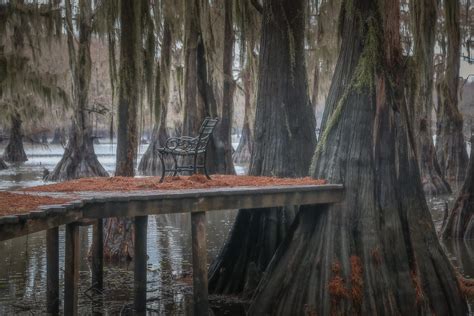 Photo Gallery - Caddo Lake Bayou Tours