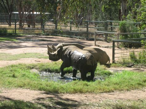 Visiting Dubbo Zoo – Travel Inspirations